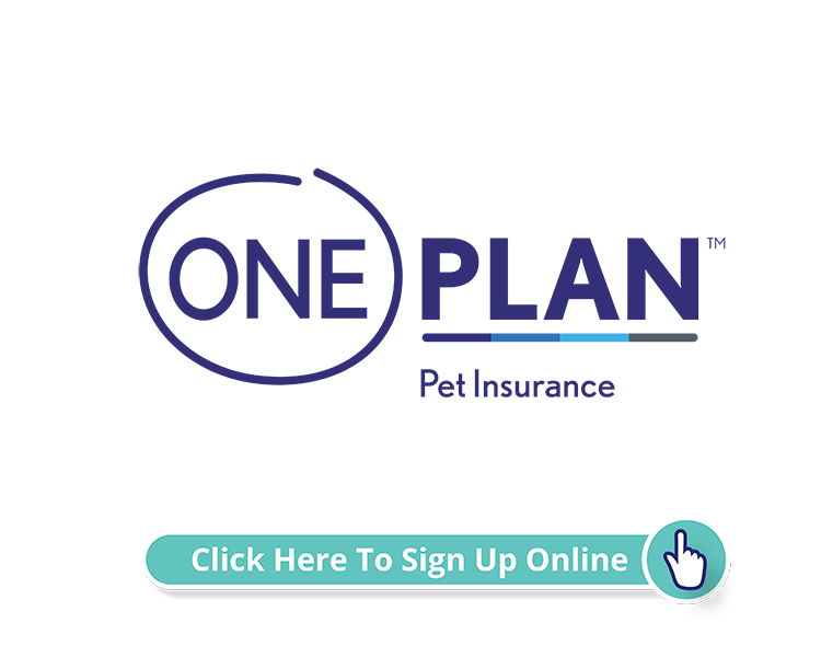 Sign up Online Oneplan Insurance